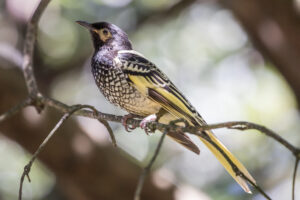 Regent honeyeater communicating