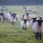 "Follow the Leader, Severn Valley, Gloucestershire" by Kumweni is licensed under CC BY 2.0. leader