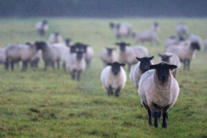 "Follow the Leader, Severn Valley, Gloucestershire" by Kumweni is licensed under CC BY 2.0.
