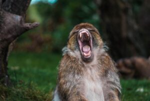 Monkey yawning